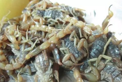 Đời sống - Canh bọ cạp nguyên con, món ăn khiến nhiều thực khách toát mồ hôi hột (Hình 2).