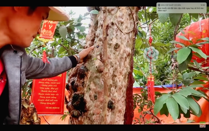  Anh Đoàn giới thiệu phần cây có hình thù giống gương mặt. (Ảnh chụp màn hình YouTube Mạnh Bonsai)