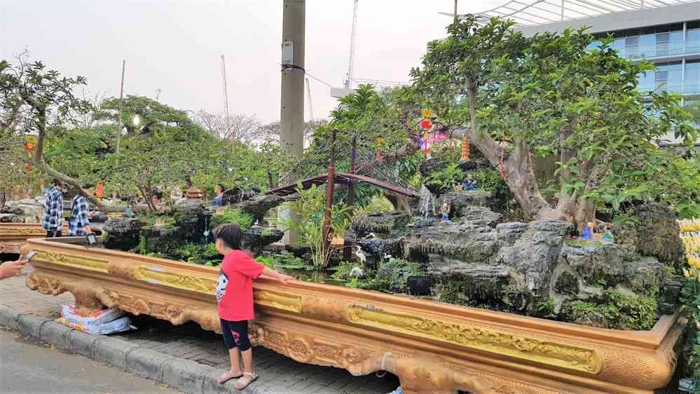  Một cây ổi được tạo dáng thành hình cây cầu được rao bán 1,2 tỷ đồng. (Ảnh: NDH)