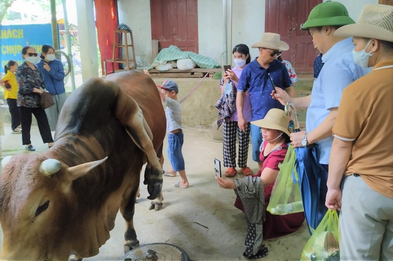 Con bò 6 chân 2 đuôi, giá 5 tỷ đồng chủ không bán - 5